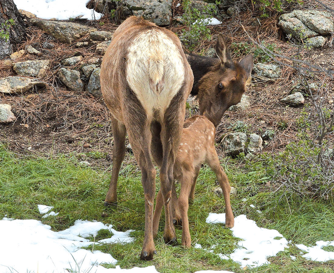 Elk Calf and Mother